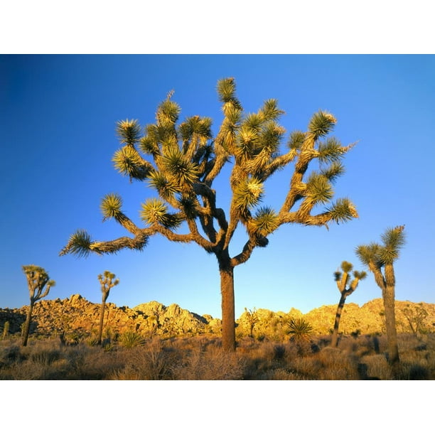 Mojave Desert Joshua Tree Print Pastel Joshua Tree Desert